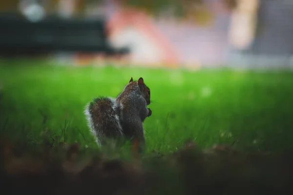 Graues Süßes Kleines Eichhörnchen Sitzt Auf Einem Gras — Stockfoto
