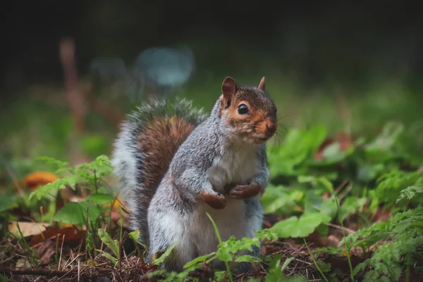 Squirrel — стокове фото