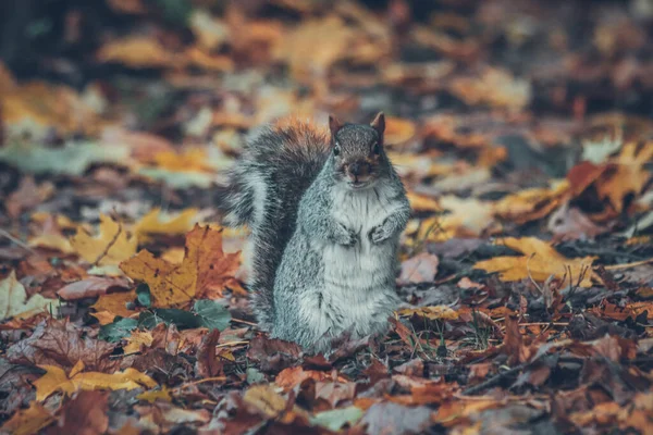 Esquilo Pequeno Bonito Floresta Outono — Fotografia de Stock
