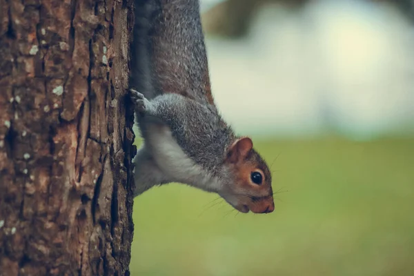 Сіра Мила Маленька Білка Сидить Гілці Дерева Парку — стокове фото