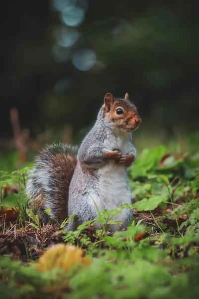 Grey Cute Little Squirrel Sitting Grass — Stock Photo, Image