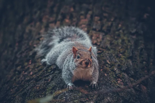 Cinza Bonito Pequeno Esquilo Sentado Ramo Uma Árvore Parque — Fotografia de Stock