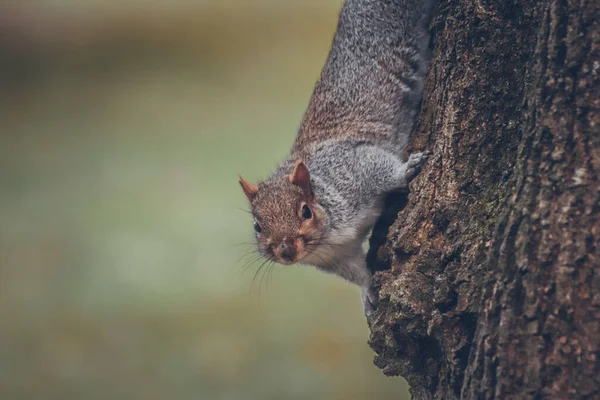 Cinza Bonito Pequeno Esquilo Sentado Ramo Uma Árvore Parque — Fotografia de Stock