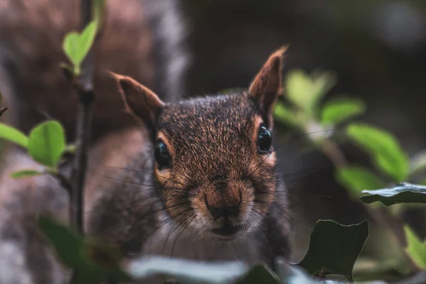 Egy Közeli Kép Egy Aranyos Mókusról Erdőben — Stock Fotó