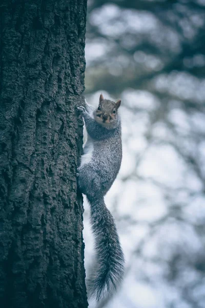 一只灰色的松鼠坐在公园里一棵树的木头上 — 图库照片