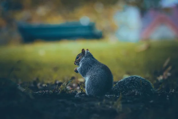 Esquilo Cinzento Sentado Uma Grama — Fotografia de Stock
