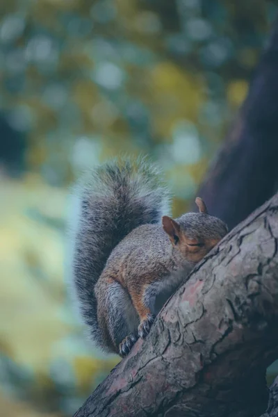 一只灰色松鼠坐在公园的树枝上的特写镜头 — 图库照片