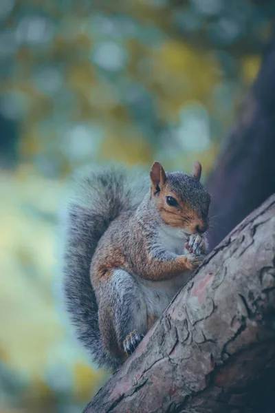 灰色松鼠坐在公园里的树枝上 — 图库照片
