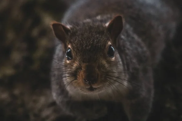 Closeup Shot Cute Furry Squirrel — Stock Photo, Image