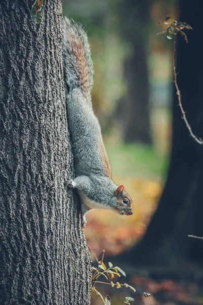 Esquilo Cinzento Sentado Tronco Uma Árvore Parque — Fotografia de Stock
