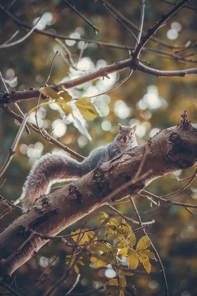 一只灰色的松鼠坐在公园的树枝上 — 图库照片