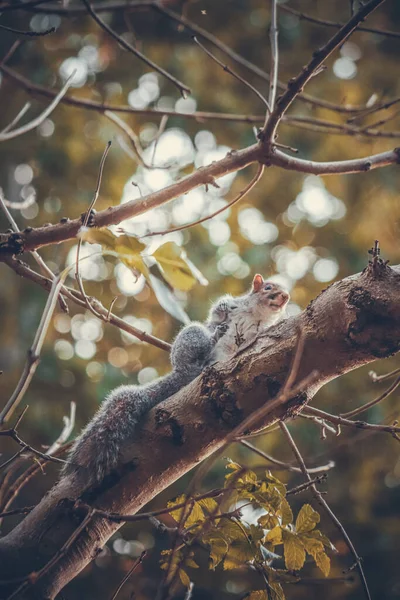 公園の木の枝に座っている灰色のリス — ストック写真