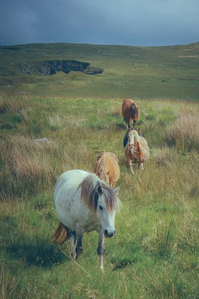 Dağlarda güzel bir koyun resmi