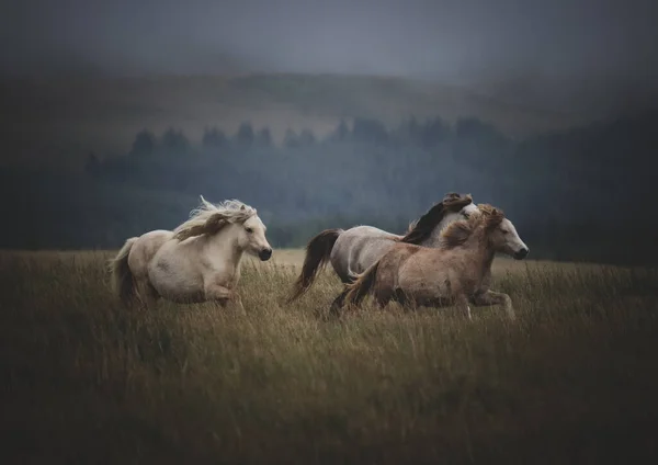 一个美丽的拍摄野生威尔士山地小马在山上 — 图库照片