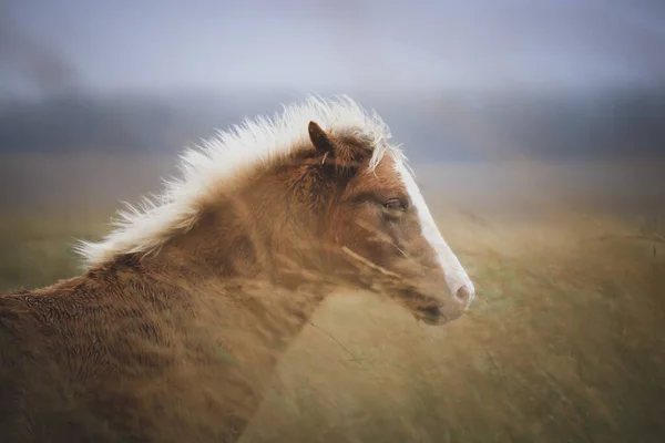 Beau Cliché Wild Welsh Mountain Pony Dans Les Montagnes — Photo