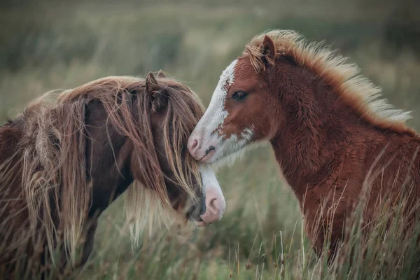 Een Prachtig Shot Van Wild Welsh Mountain Ponies Bergen — Stockfoto