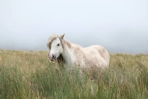 Vacker Bild Vilda Walesiska Mountain Pony Bergen — Stockfoto