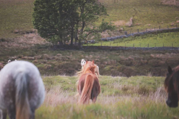 Piękne Ujęcie Dzikich Walijskich Kucyków Górskich Górach — Zdjęcie stockowe