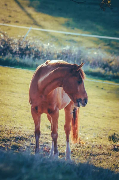 Una Bella Foto Wild Welsh Mountain Pony Montagna — Foto Stock