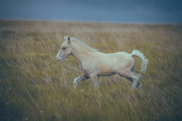 지대에 마운틴 포니의 아름다운 — 스톡 사진