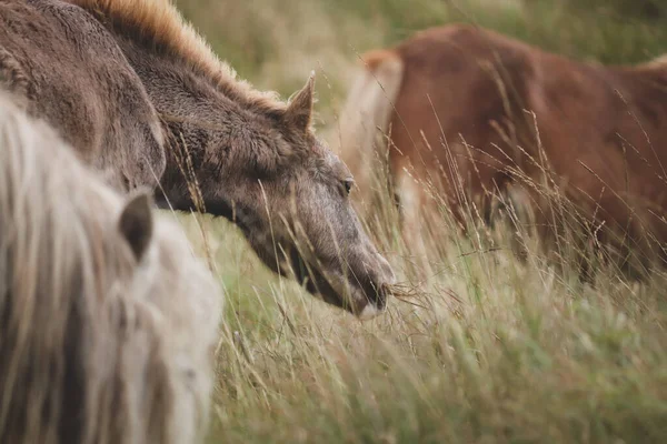 Vacker Bild Vilda Walesiska Mountain Ponies Bergen — Stockfoto