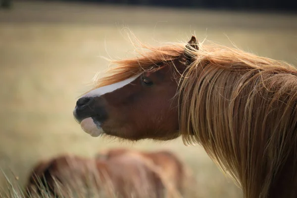 Hermoso Tiro Wild Welsh Mountain Pony Las Montañas — Foto de Stock