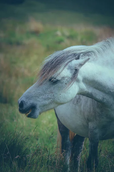 Hermoso Tiro Wild Welsh Mountain Pony Las Montañas — Foto de Stock