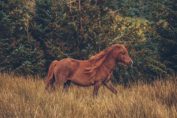 Beautiful Shot Wild Welsh Mountain Pony Mountains — Stock Photo, Image