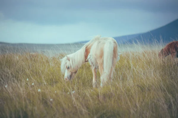 Uma Bela Foto Wild Welsh Mountain Pony Nas Montanhas — Fotografia de Stock
