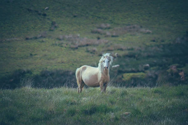 Piękne Ujęcie Wild Welsh Mountain Pony Górach — Zdjęcie stockowe