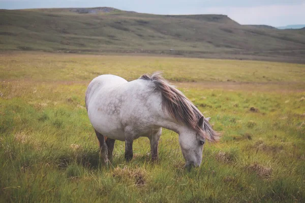 Uma Bela Foto Wild Welsh Mountain Pony Nas Montanhas — Fotografia de Stock