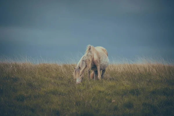 Piękne Ujęcie Wild Welsh Mountain Pony Górach — Zdjęcie stockowe