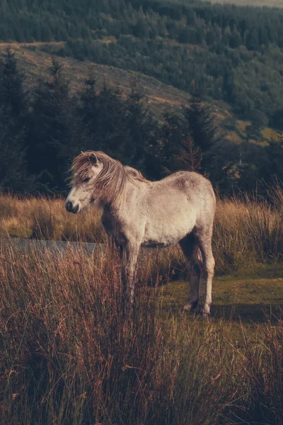 Krásný Záběr Wild Welsh Mountain Pony Horách — Stock fotografie