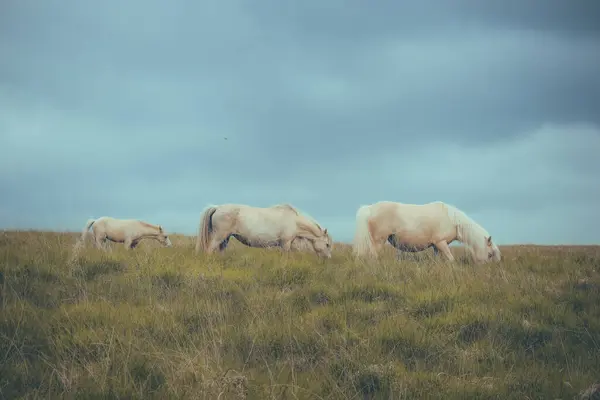 Piękne Ujęcie Dzikich Walijskich Kucyków Górskich Górach — Zdjęcie stockowe