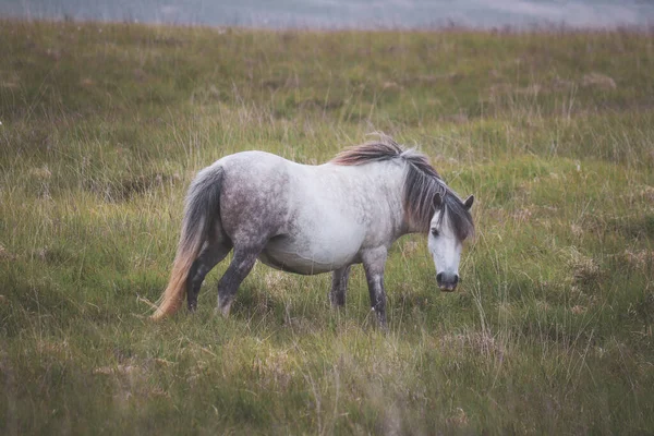 Beautiful Shot Wild Welsh Mountain Pony Mountains — Stock Photo, Image