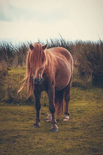 Beau Cliché Wild Welsh Mountain Pony Dans Les Montagnes — Photo