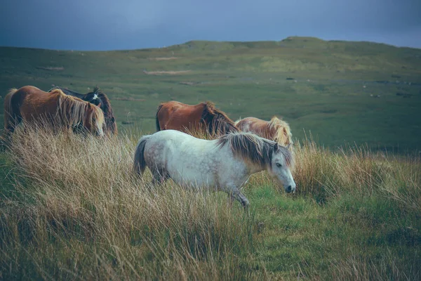 Uma Bela Foto Wild Welsh Mountain Ponies Nas Montanhas — Fotografia de Stock