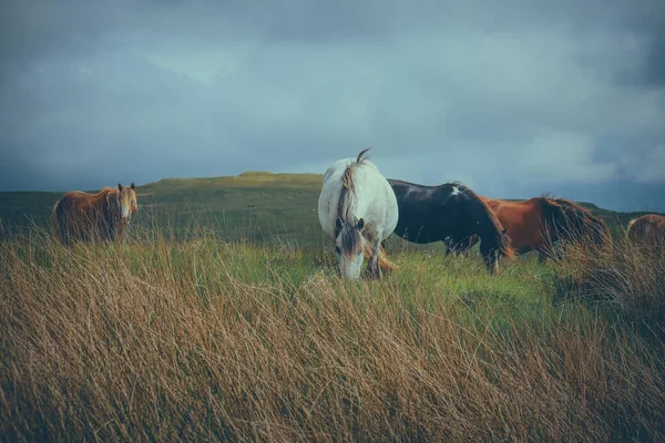 Uma Bela Foto Wild Welsh Mountain Ponies Nas Montanhas — Fotografia de Stock