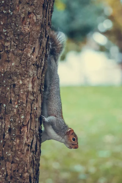 公園の木の枝に座っている灰色のかわいいリス ロイヤリティフリーのストック写真