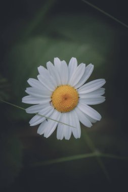 Bahçedeki güzel beyaz çiçek, çiçek konsepti....