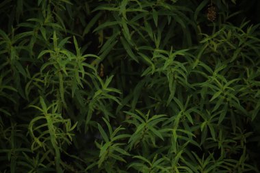 İngiltere, İngiltere 'de bir parkta çekilmiş bir ağaç fotoğrafı. Arkaplan, arkaplan, duvar kağıdı fotoğrafçılığı.