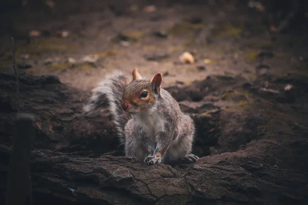 Foto Eines Eichhörnchens Auf Einem Ast England Hintergrund Hintergrund Tapeten — Stockfoto