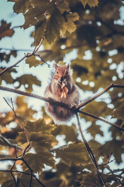 英国英格兰 一只松鼠在树枝上的照片 壁纸摄影 — 图库照片