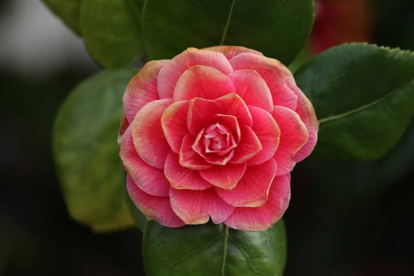 Vacker Rosa Ros Trädgården Blommigt Koncept Bakgrund — Stockfoto