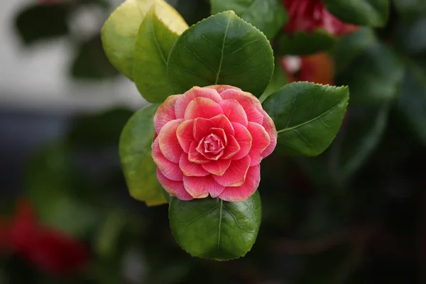 Vacker Rosa Ros Trädgården Blommigt Koncept Bakgrund — Stockfoto