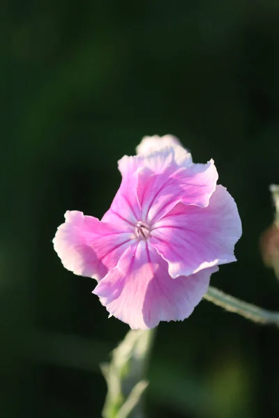 Stock image Beautiful pink flowers in the garden, floral concept background.