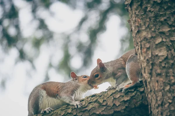 一个公园的树上有松鼠的照片 壁纸摄影 — 图库照片