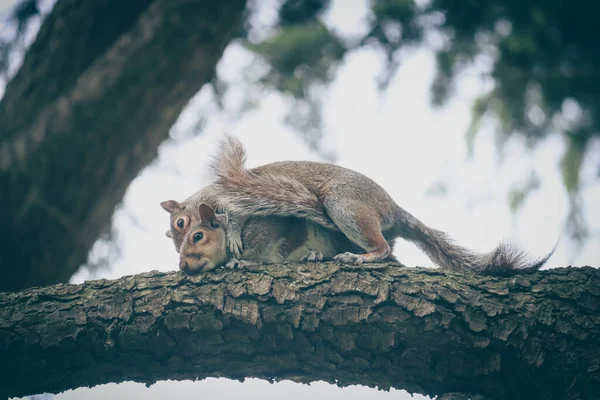 Foto Von Eichhörnchen Auf Einem Baum Einem Park England Großbritannien — Stockfoto