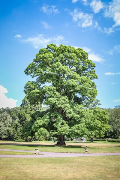 stock image Photo of a tree in a park, Wales, UK. Background, backdrop, wallpaper photography.