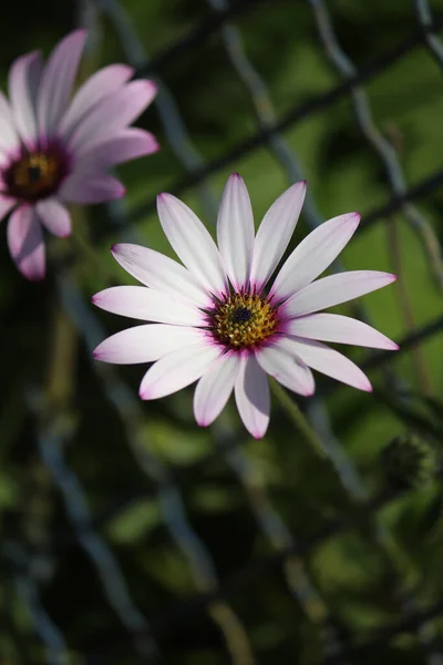 Vackra Rosa Blommor Trädgården Blommigt Koncept Bakgrund — Stockfoto